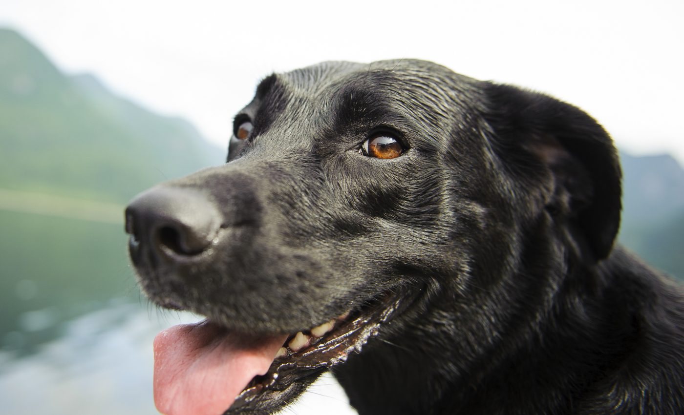 Larger dogs are more intelligent than smaller dogs, experts confirm