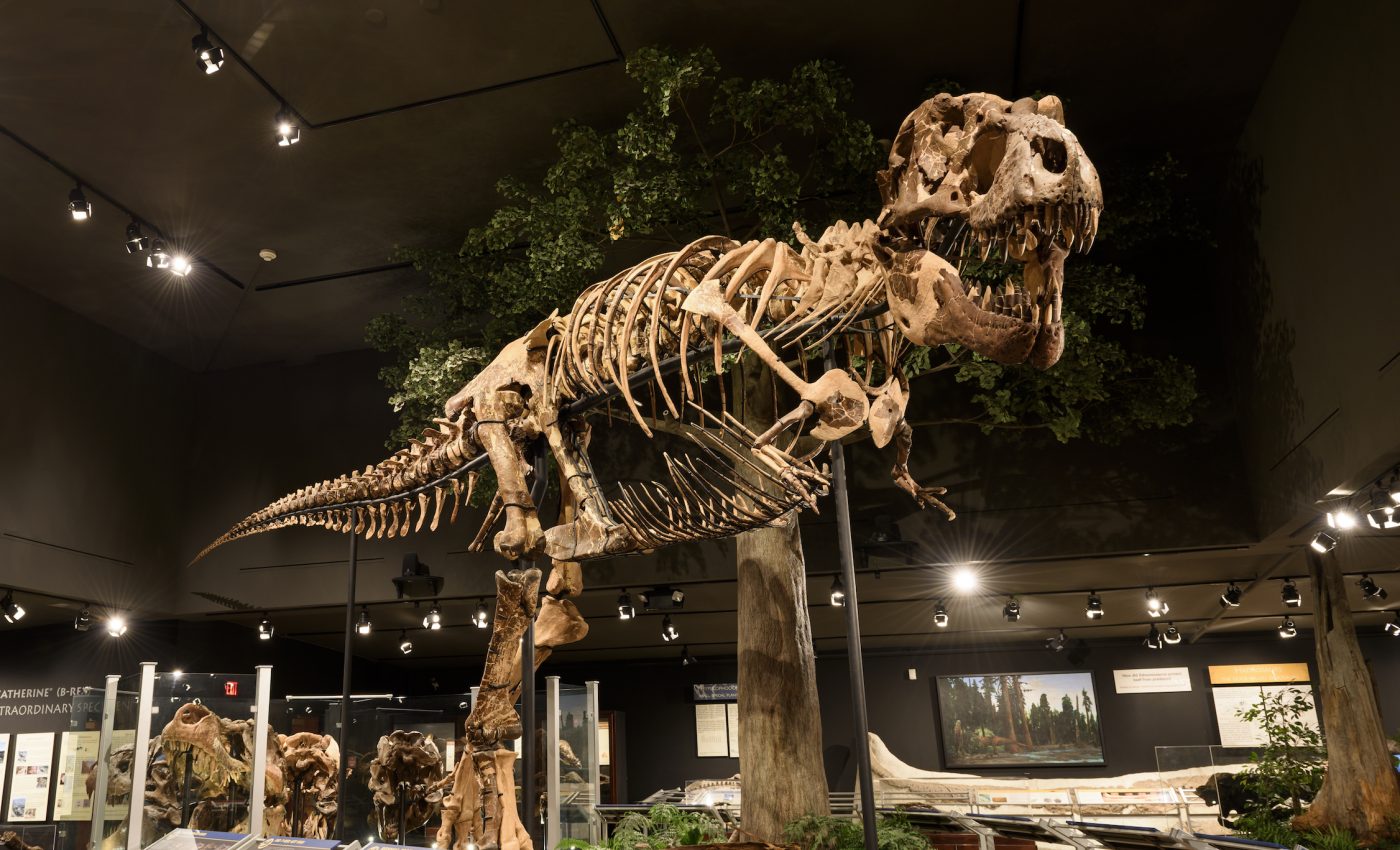 Late Triassic dinosaur-like reptile chewed up the bones of its prey