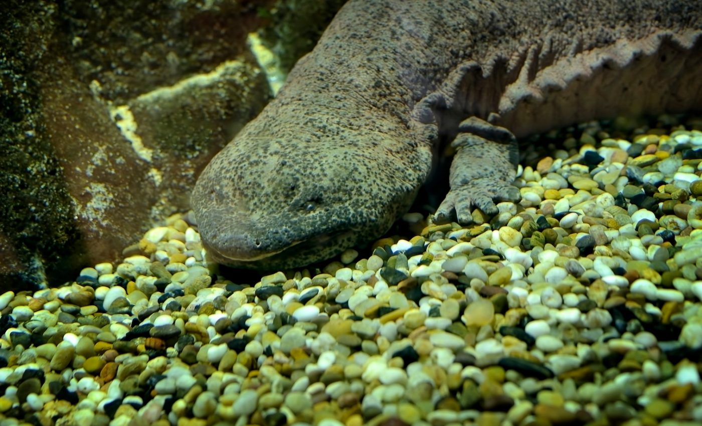 Our meat-eating is pushing Earth’s largest animals towards extinction