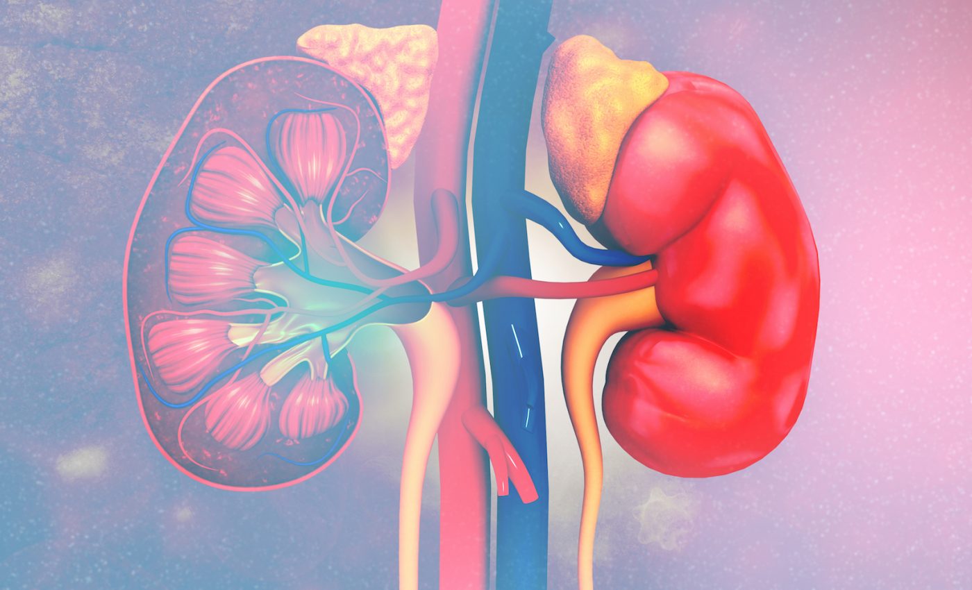 Growing human kidneys outside of the body may be feasible