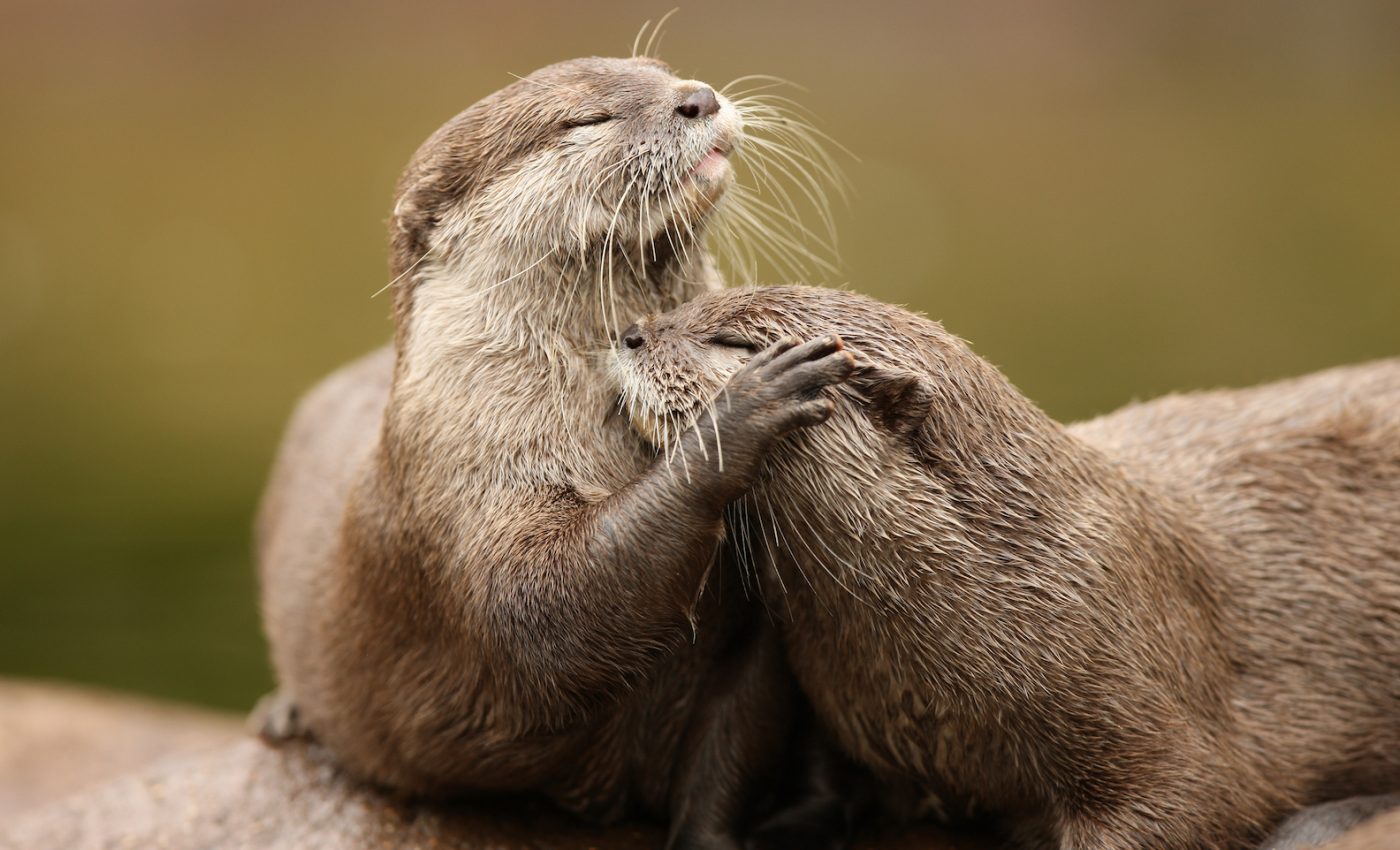 New international protections sought for otters as online trade booms