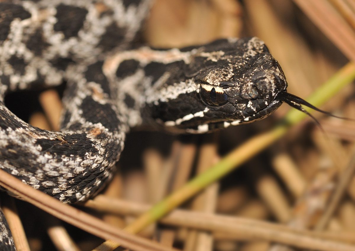 Venom toxicity varies greatly among rattlesnake populations