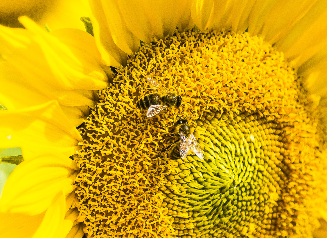 Honeybees are capable of solving basic math problems