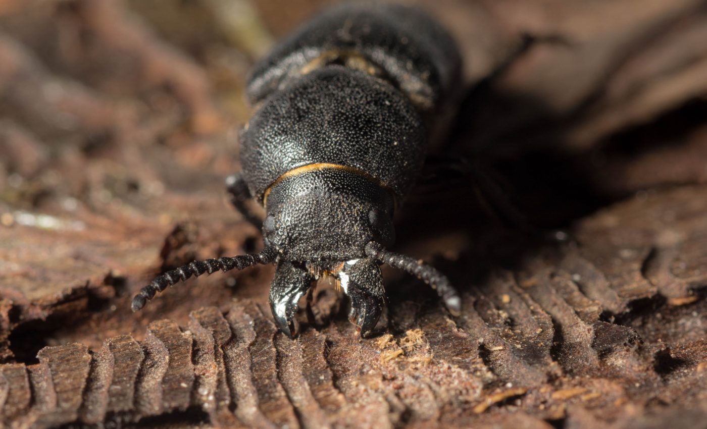 The bark-beetle epidemic is pushing elk out of their natural habitats