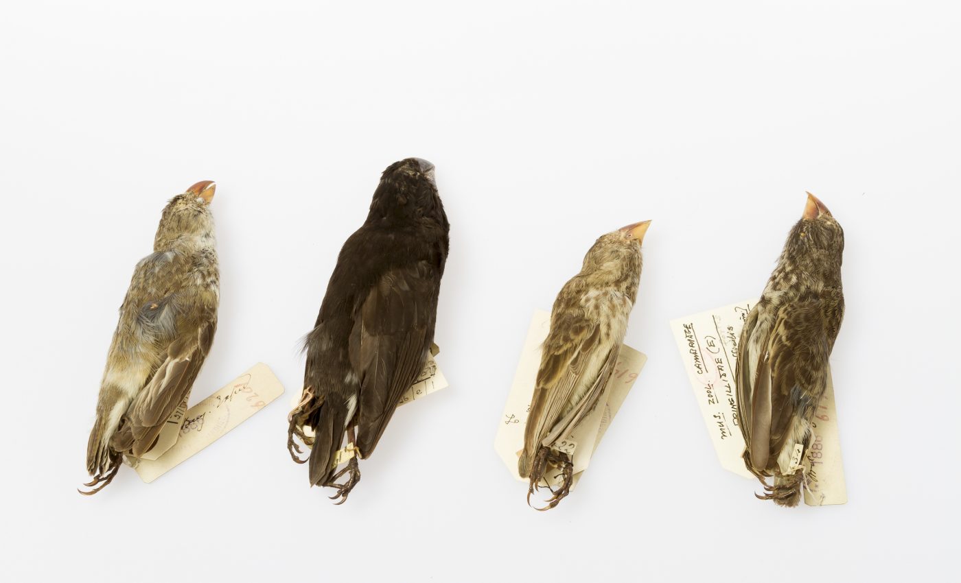 Climate dictates evolutionary speed in biodiversity hotspots