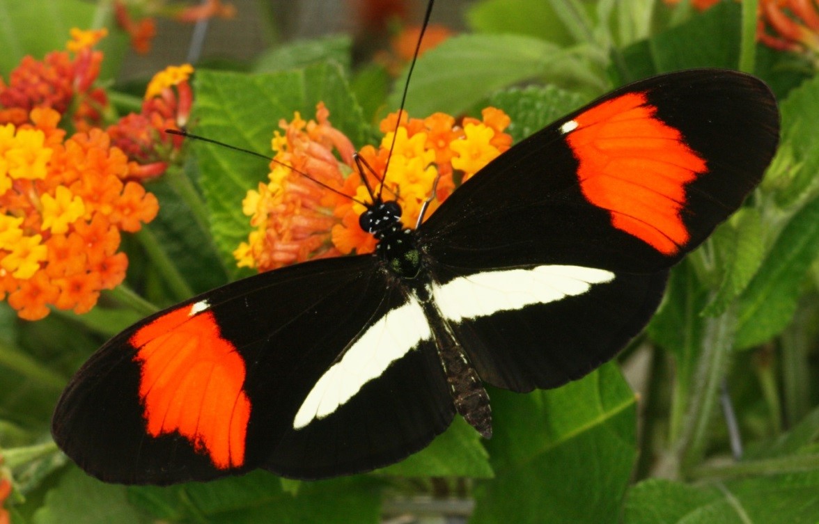 Butterflies evolved to choose similar looking mates