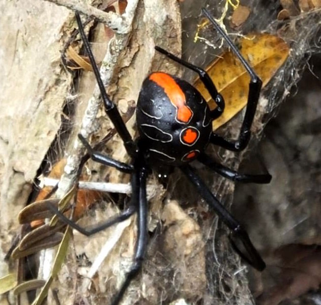 New species of widow spider may be the largest of its kind