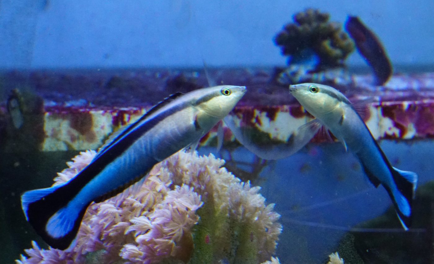 Can fish recognize their own reflection?