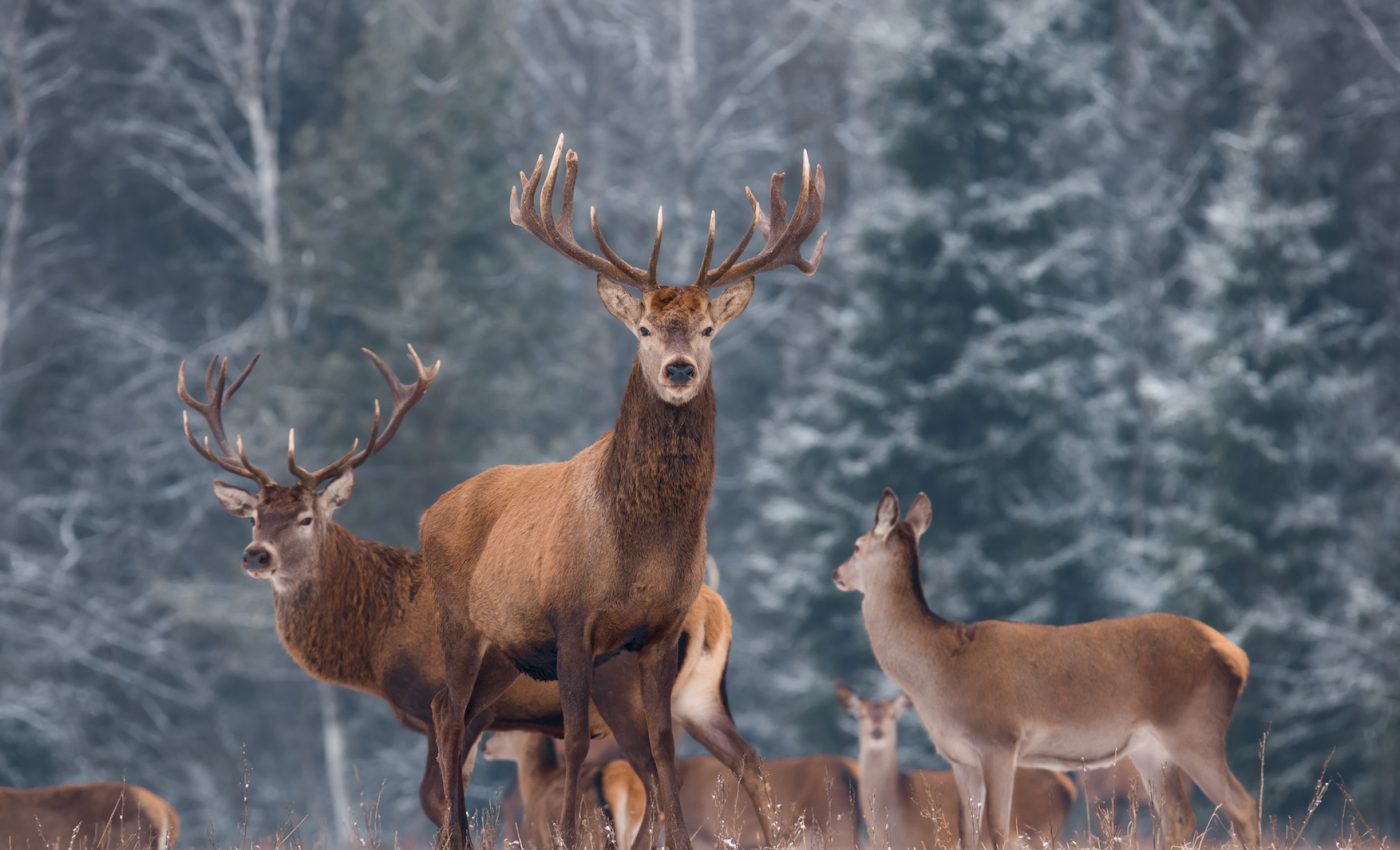 Bizarre “zombie” deer disease has now spread to 24 states
