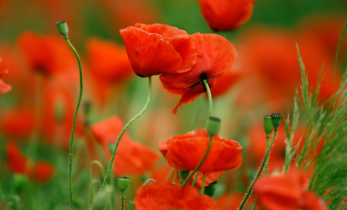 Poppy flowers are bright and splashy – here's why