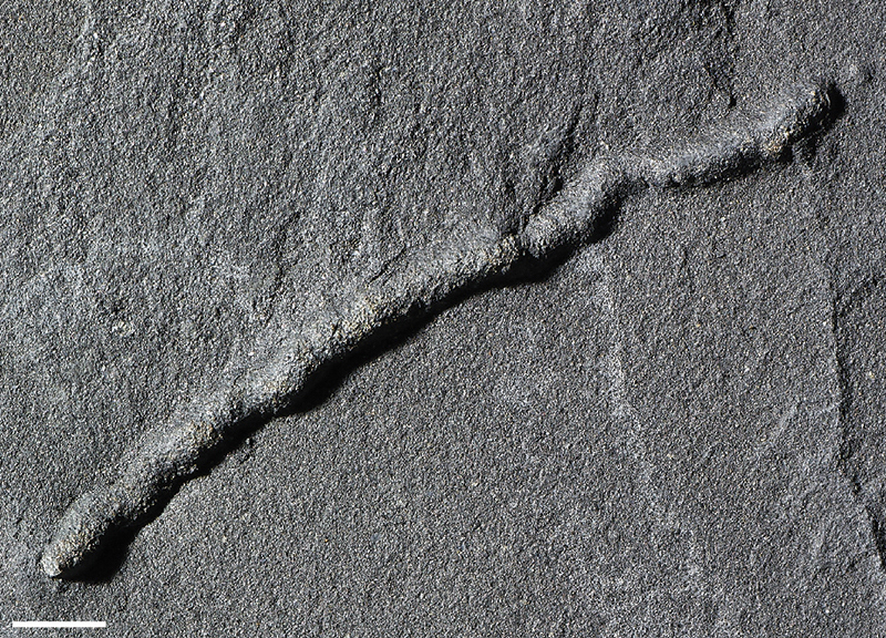 Oldest evidence of mobility on Earth discovered in Gabon