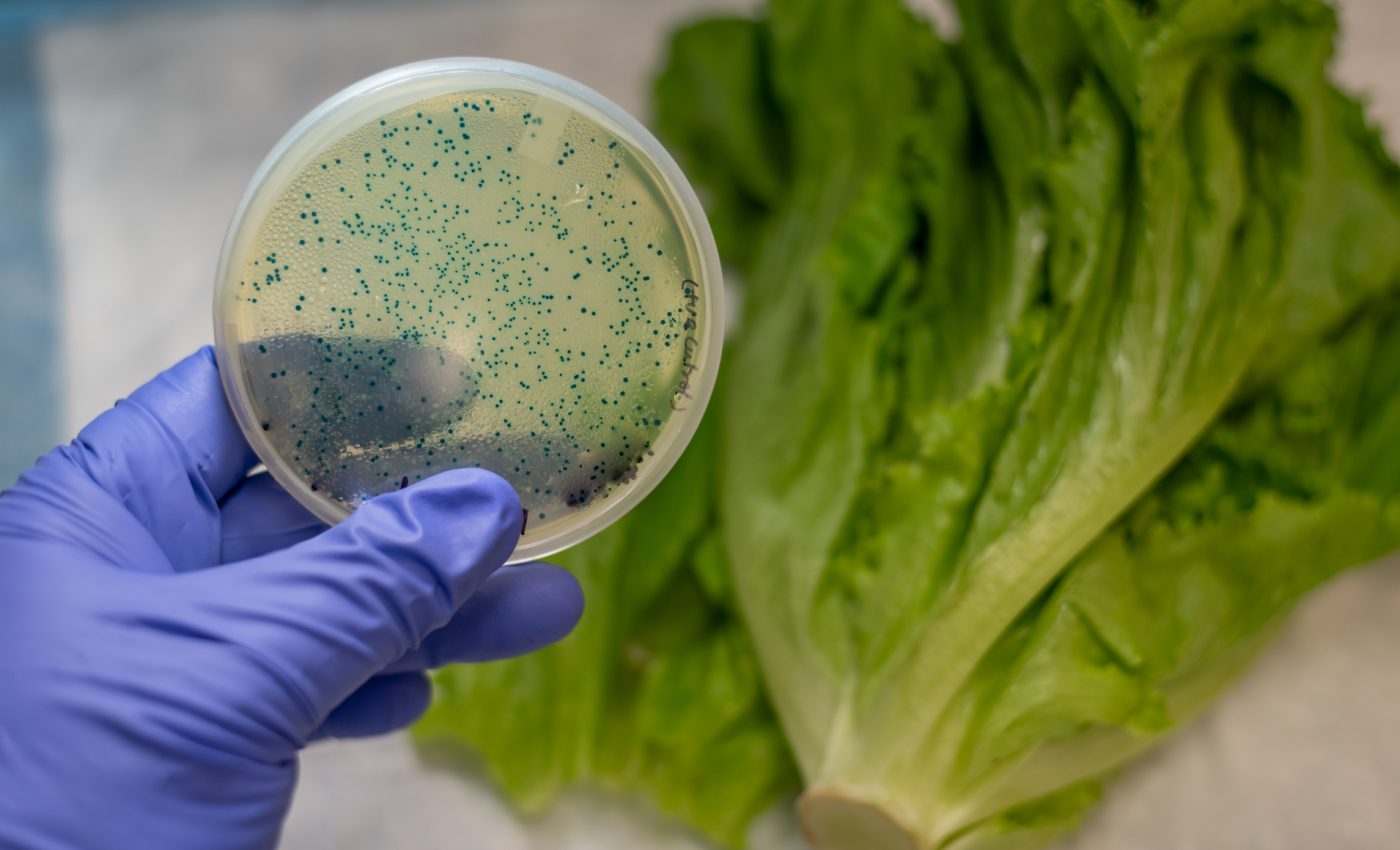 Is extreme weather behind the recent E. coli outbreaks?