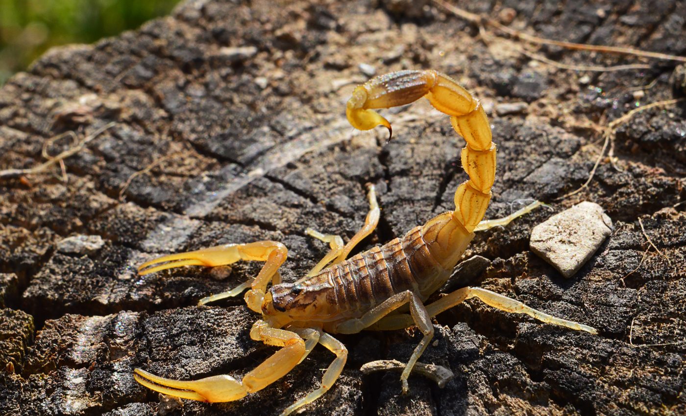 Yellow scorpion infestation in Brazil driven by climate change