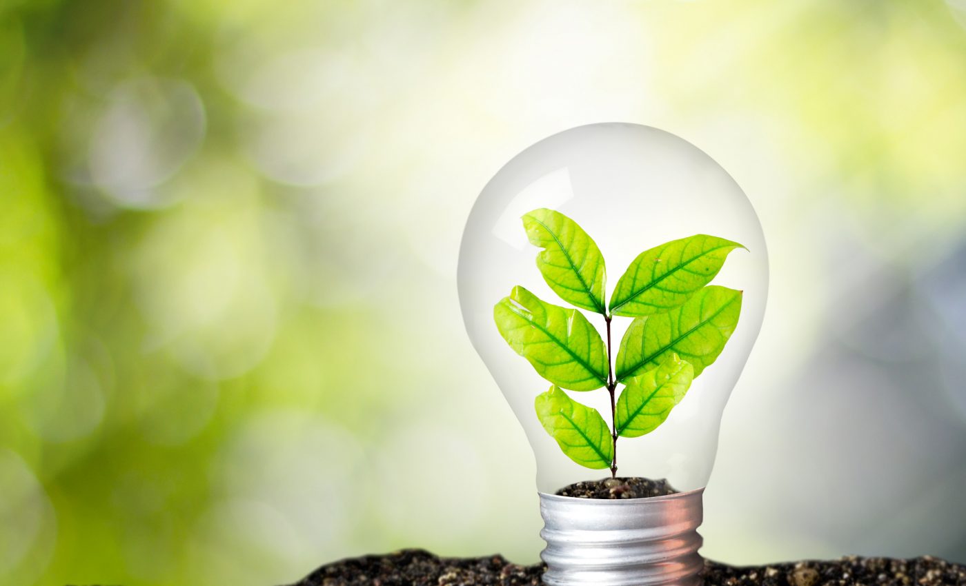 Plants can generate electricity… and we may be able to use it