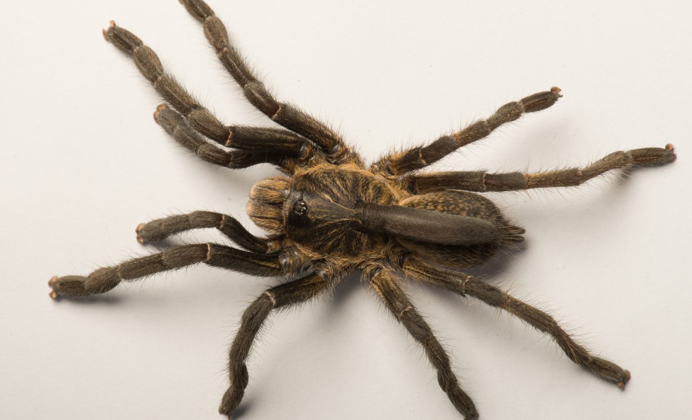 New species of horned tarantula discovered in Central Africa