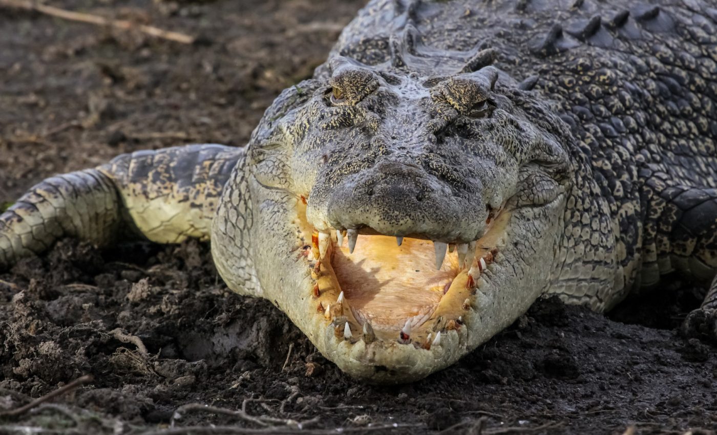 Humans may be top predators now, but we were prey not long ago