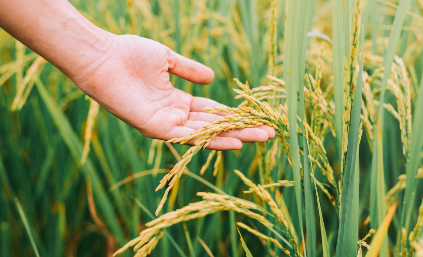 New method to increase crop growth can help feed growing population