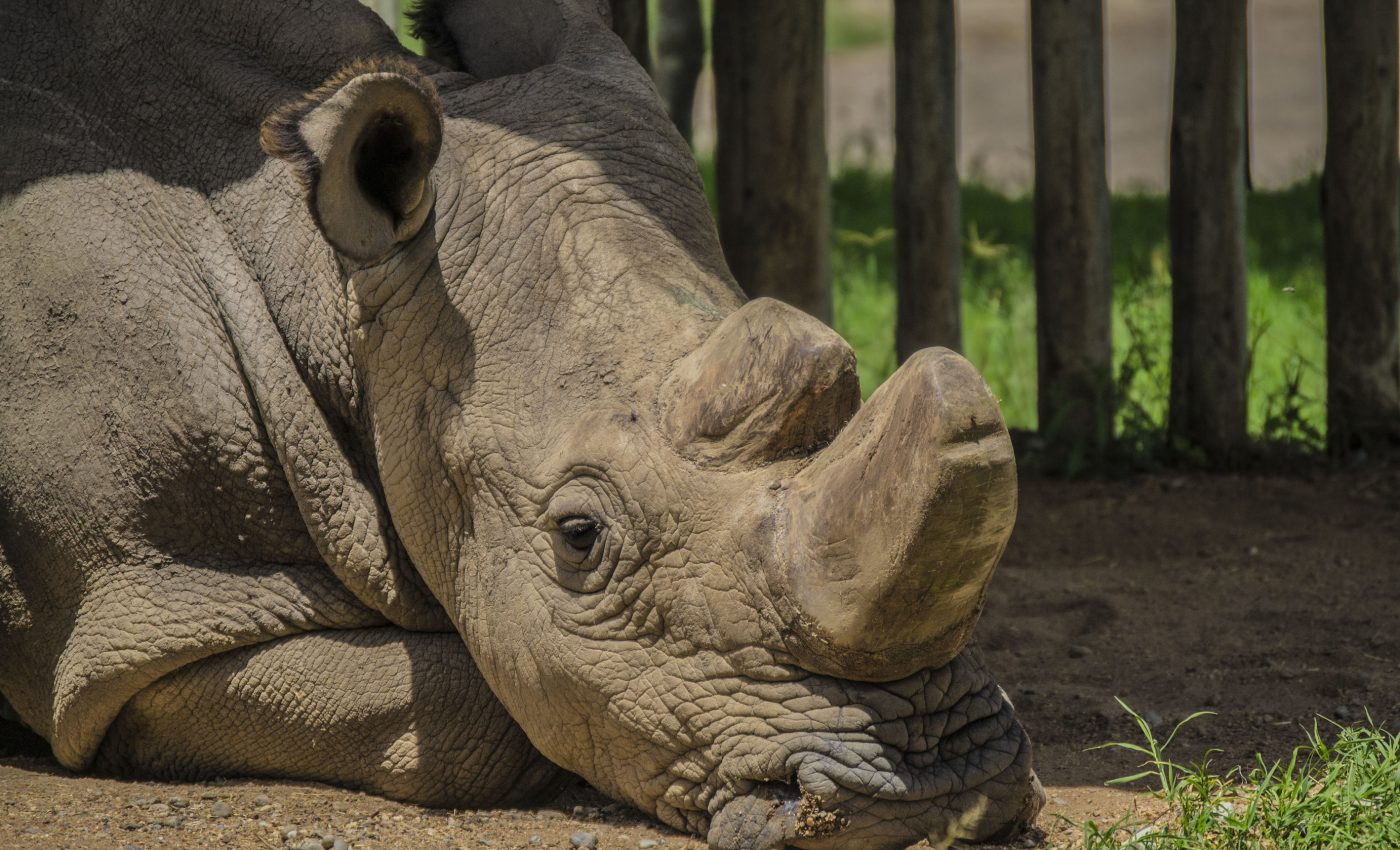 A new plan to save northern white rhino species using a surrogate