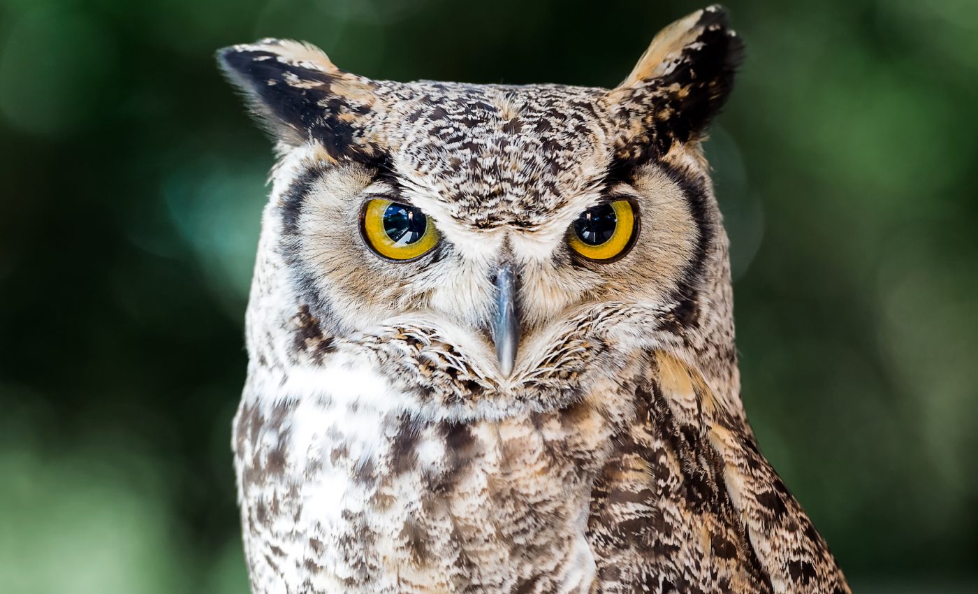 Nocturnal birds prefer different times of night