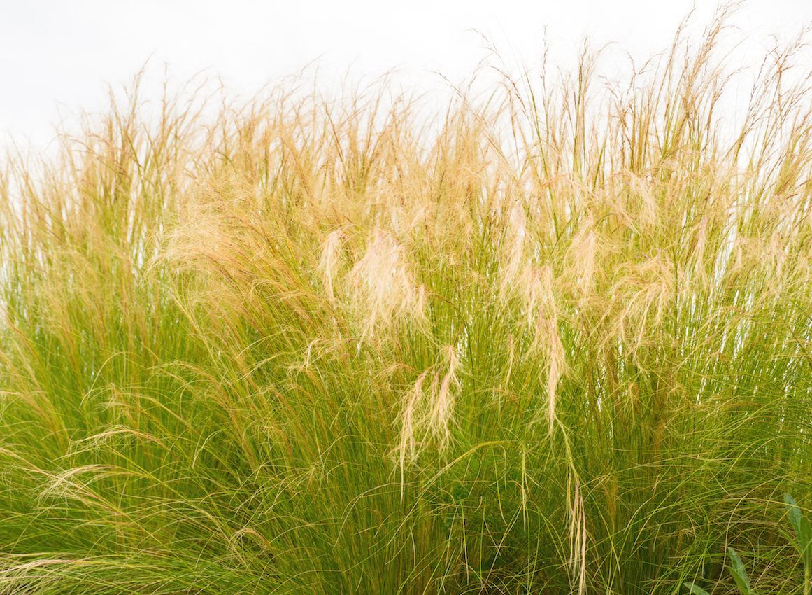 Wild plants steal genes from their neighbors in order to survive