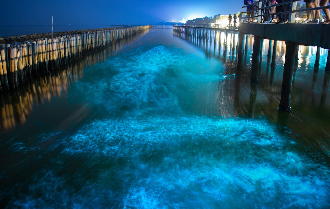Bioluminescent Tide: What makes the ocean glow