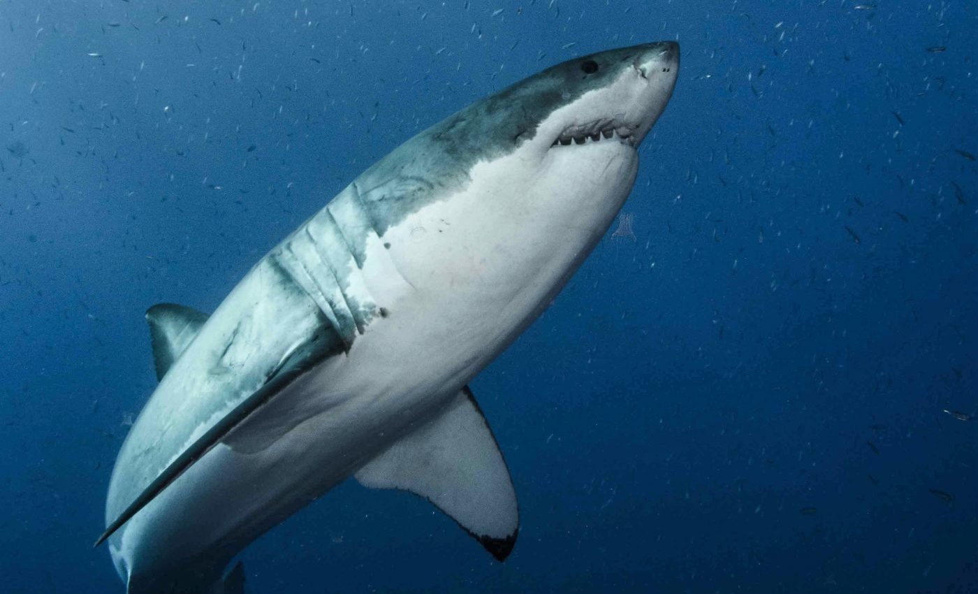 Decoding the great white shark genome reveals key adaptations