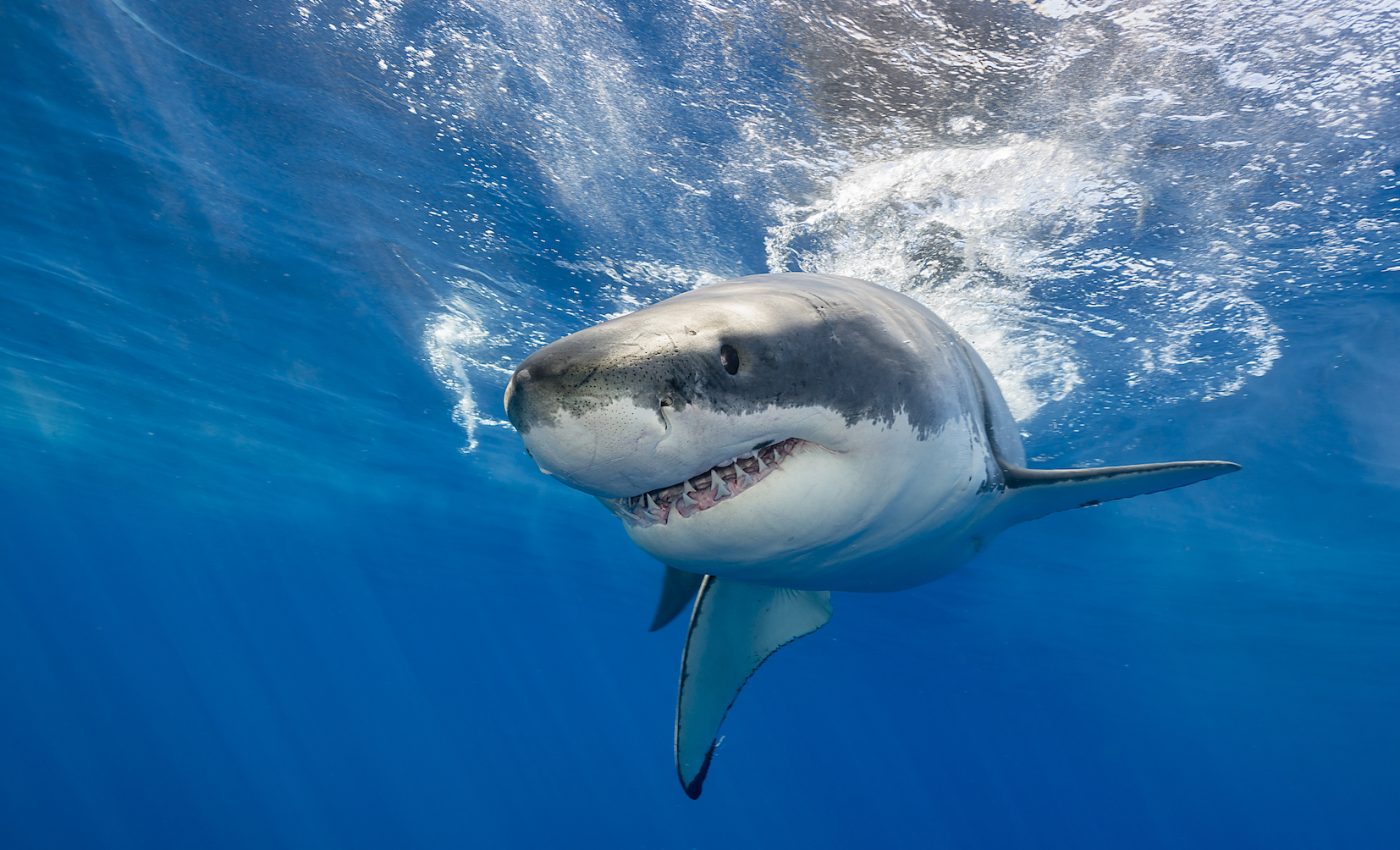 Slow-moving sharks are preparing to strike, just like in the movies