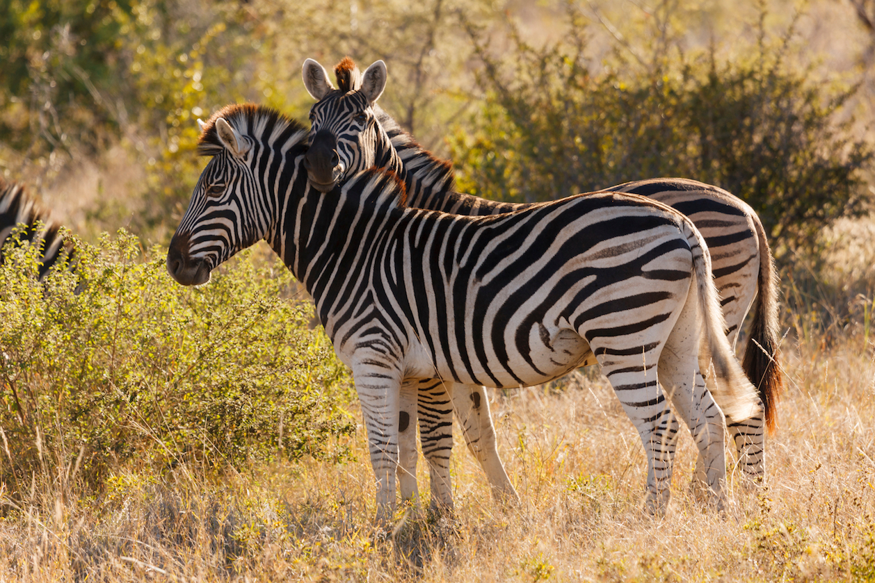 Zebras may have gotten their stripes as a defense against parasites