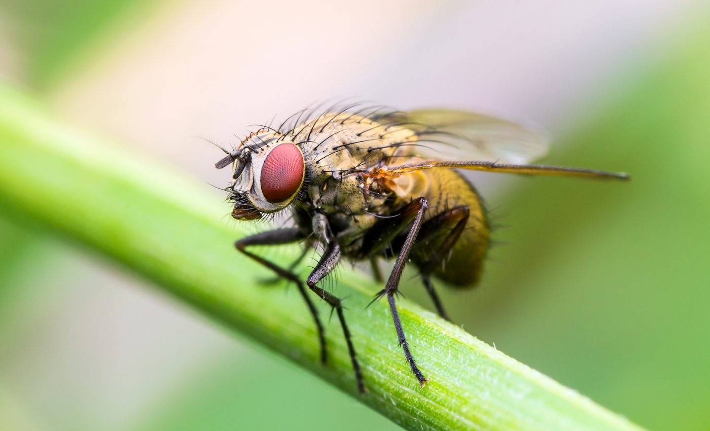 Chronic sleep deprivation is not fatal for flies, study finds
