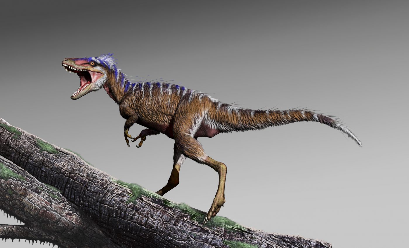 Smaller tyrannosaur species was a preview of the massive T. rex