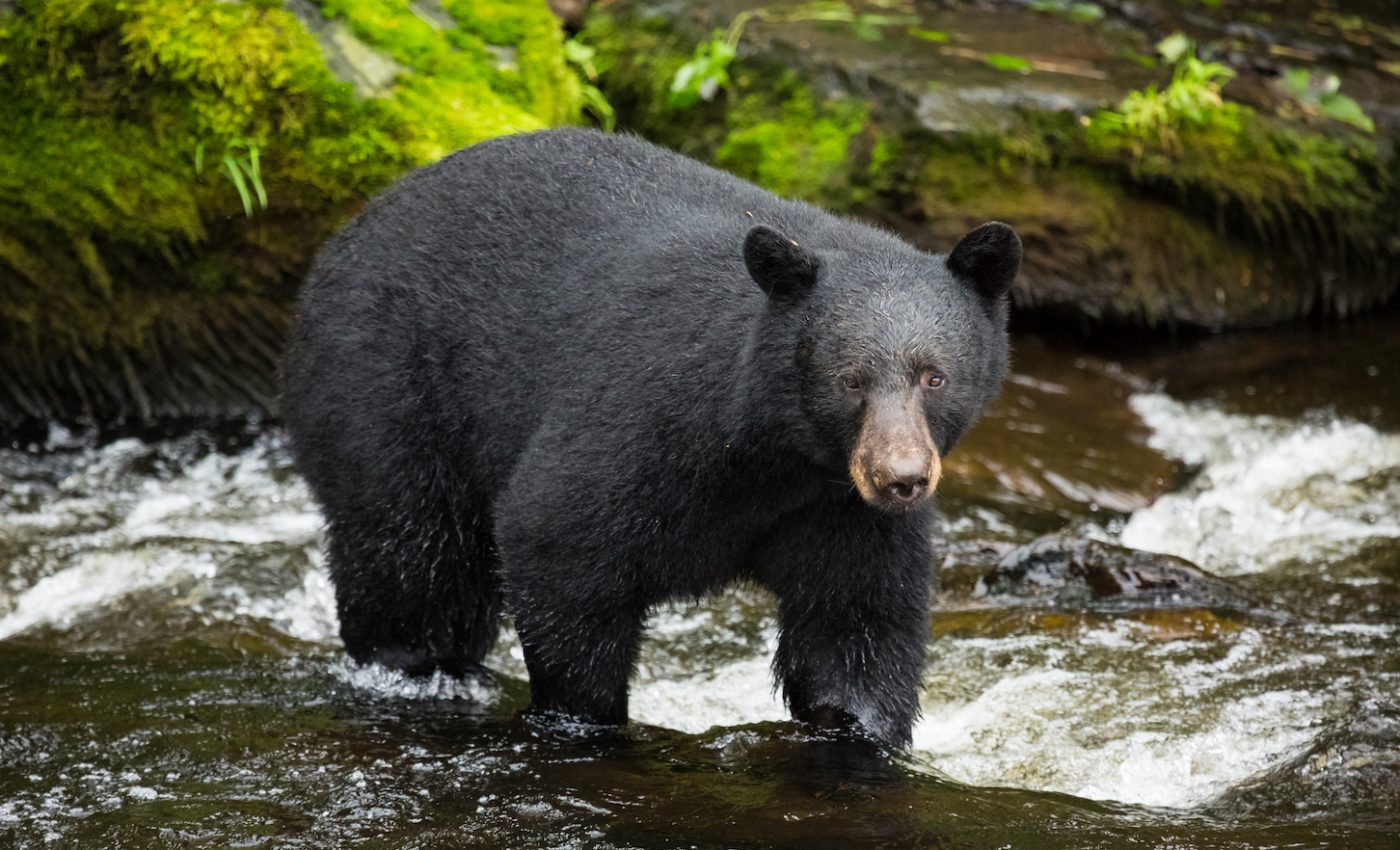 Human food makes bears hibernate for shorter periods and age faster