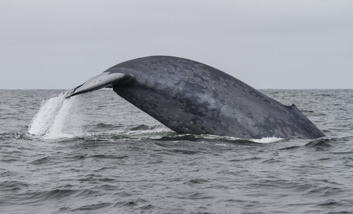 Blue whales depend on their memories to find the best feeding sites