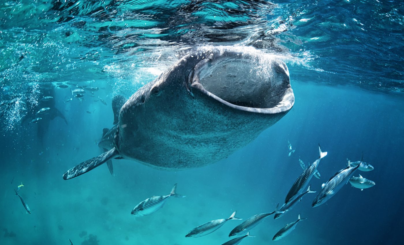 Sharks have resiliently adapted to a changing world