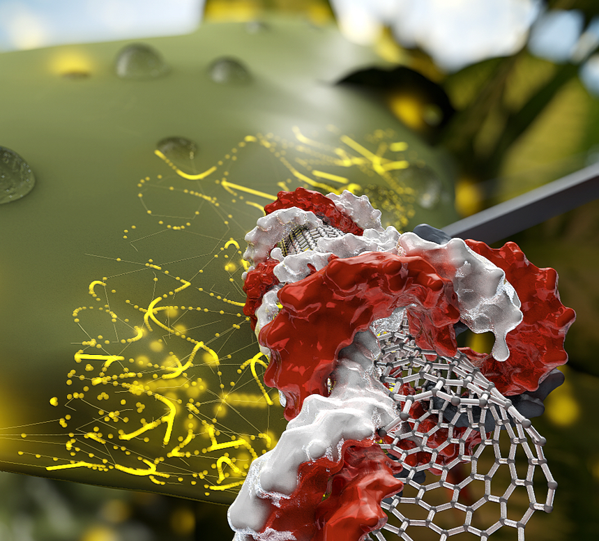 Nanotubes could help genetically engineer plants efficiently