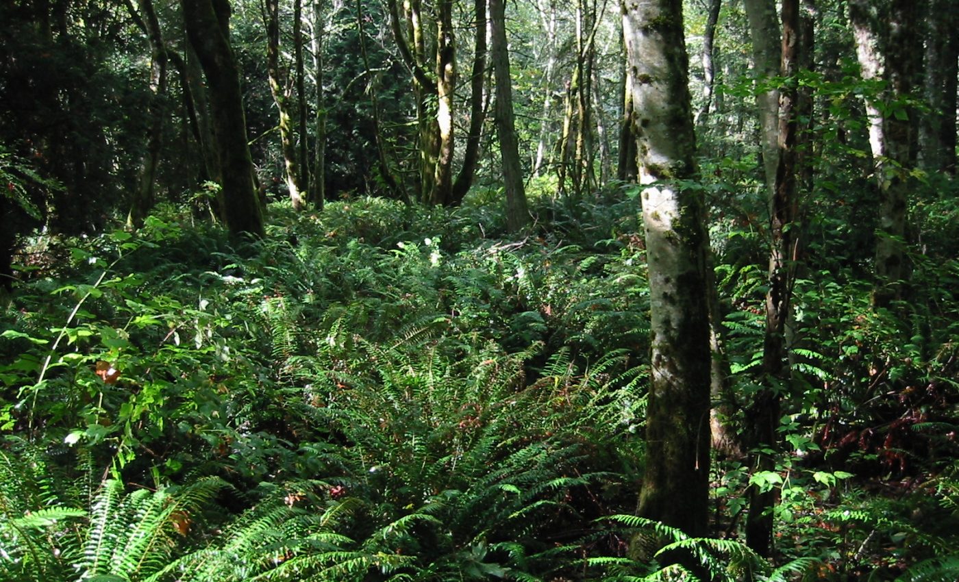 Red alder trees can break through rocks to release nutrients