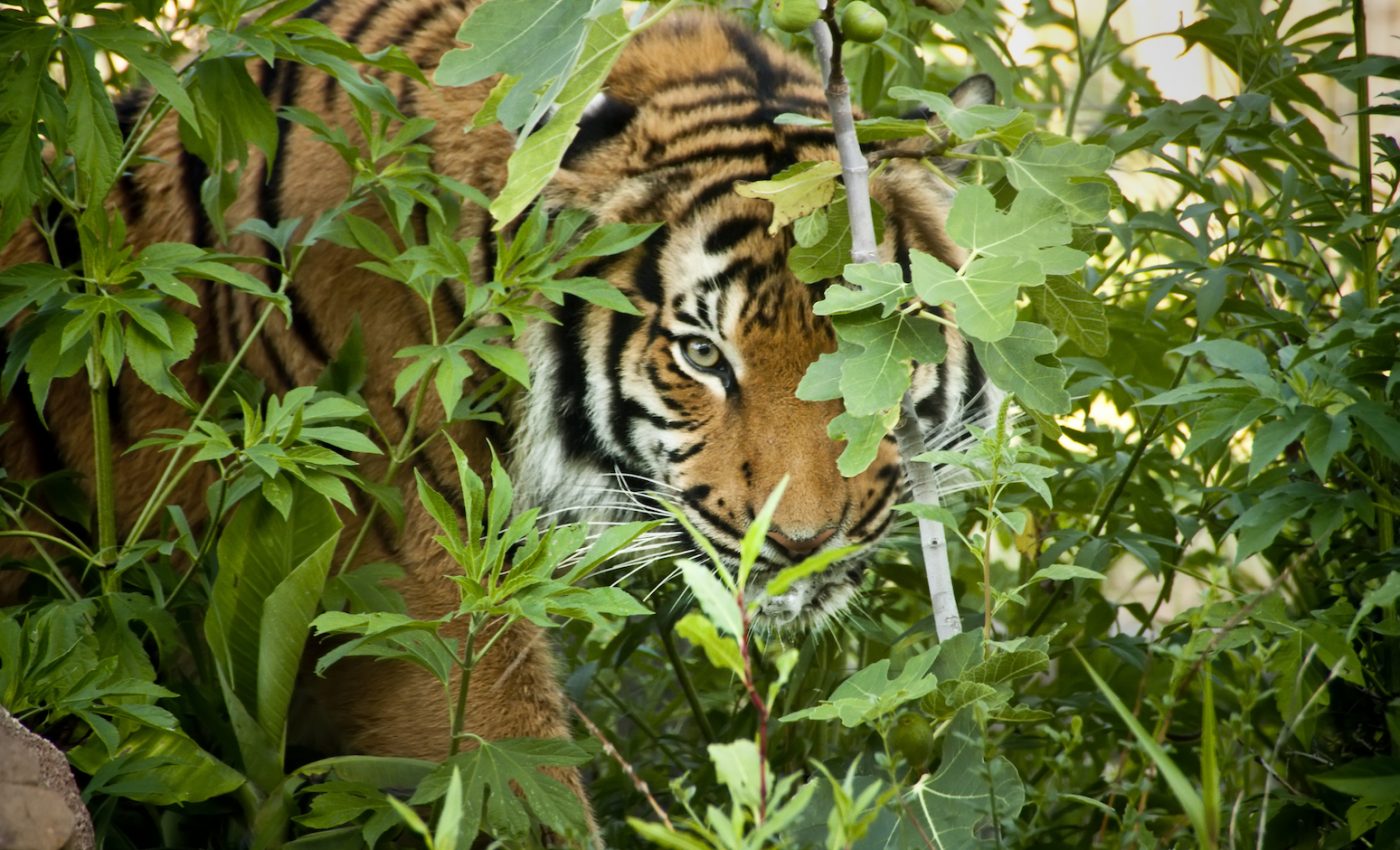 Recent tiger seizure illustrates pet tiger problem in the US