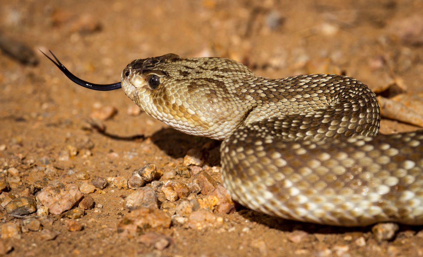 Slithering snakes bounce off of obstacles like light waves