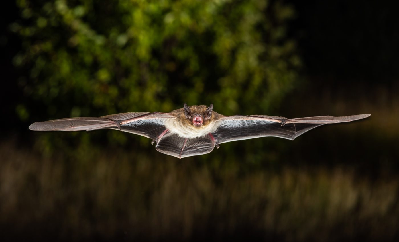 Migratory bats know just when to turn on cruise control