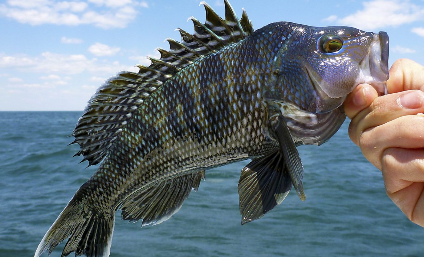 Climate change has already shrunk many global fisheries