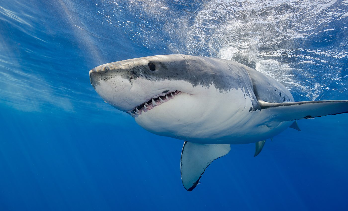 The risk of shark attacks remains low and varies by region