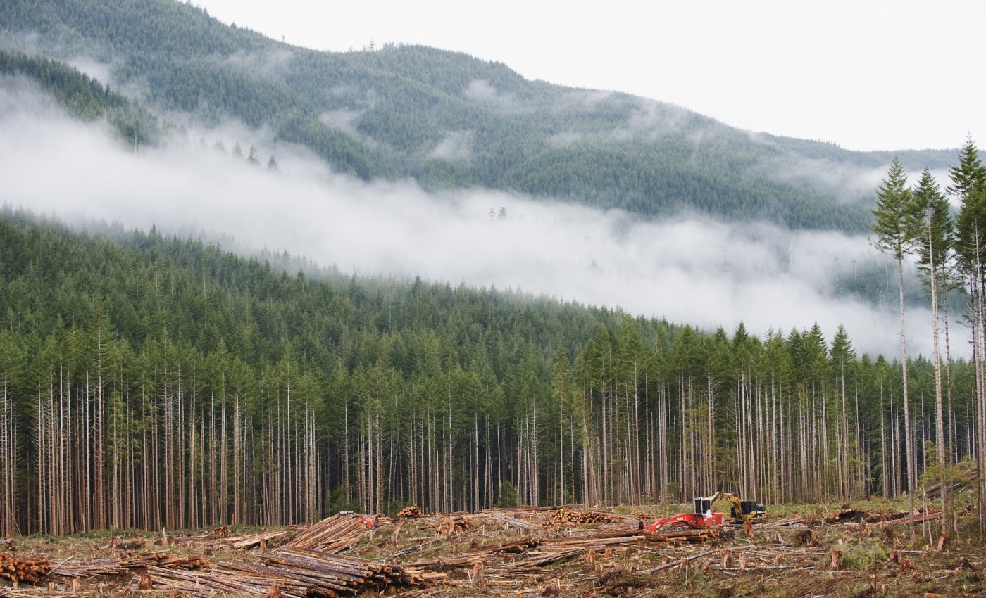 America’s high demand for toilet paper is destroying Canadian forests