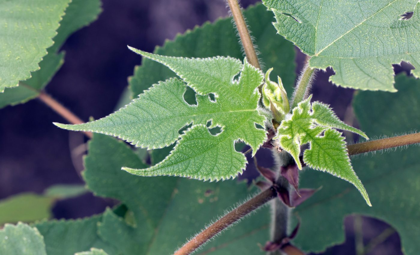 The paper mulberry tree can nourish itself and the surrounding soil