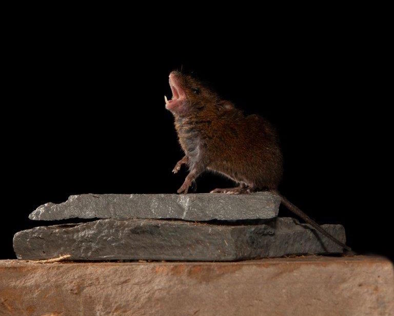 Singing mice reveal how the brain clicks into conversation