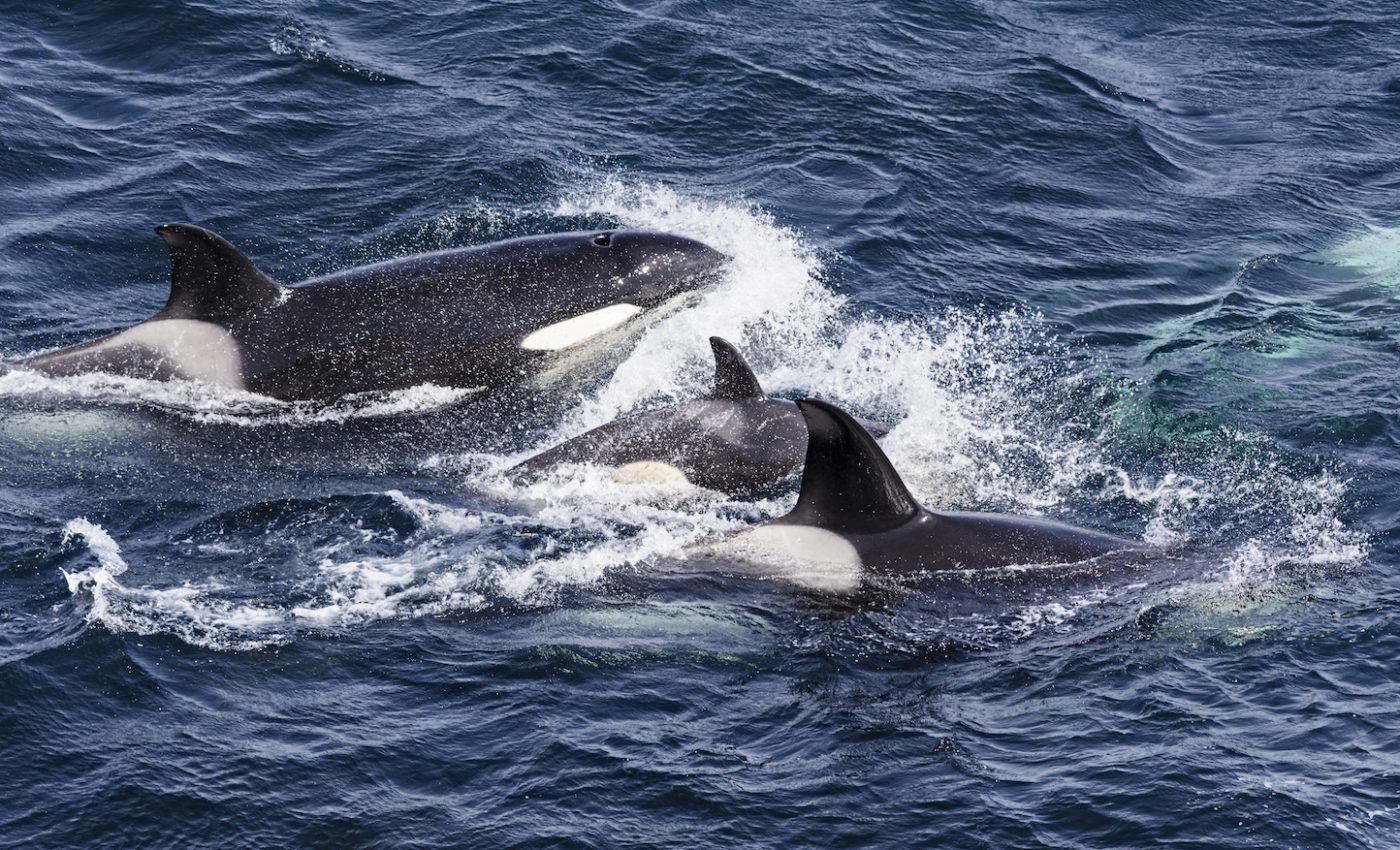 UK killer whales may go extinct after pollutants left them infertile