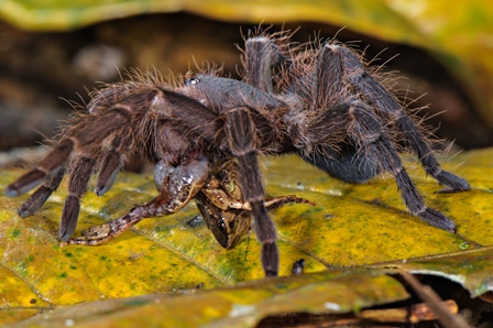 Amazon spiders captured eating frogs, lizards, and even opossums