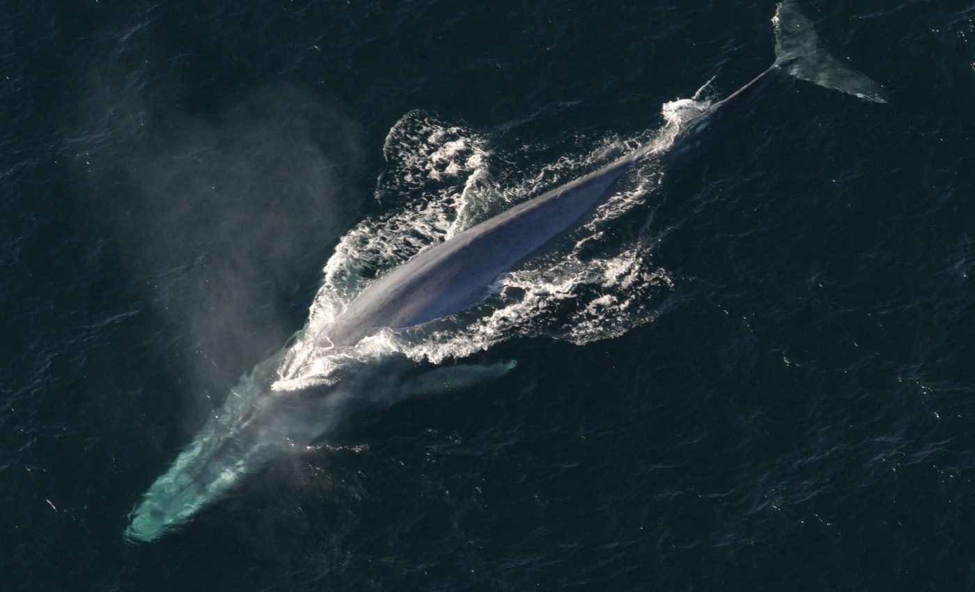 Sonar signals disrupt feeding time for blue whales