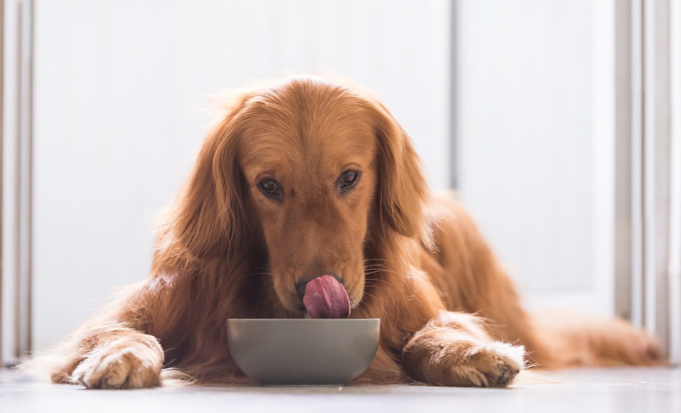 Harmful bacteria found in dog food containing raw meat