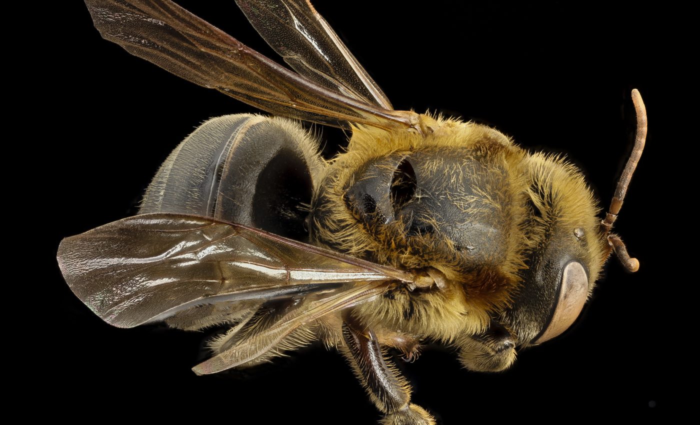 Mexican beekeepers help native bees come back from the brink