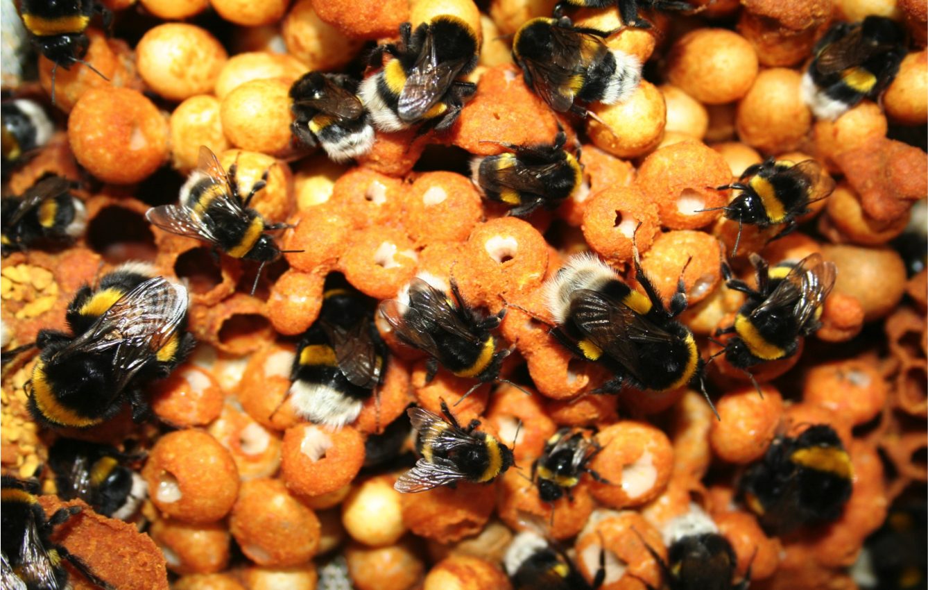 Pesticides affect bees on a molecular level