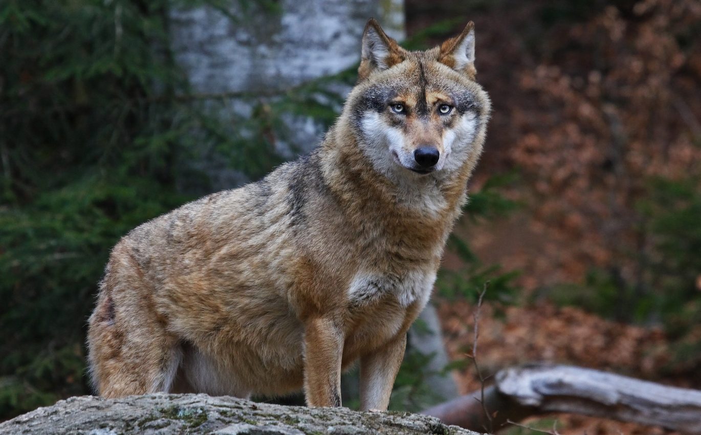 Trump administration plans to end protections for gray wolves